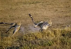 African Animal Gallery: Two cheetahs sprint after their quarry