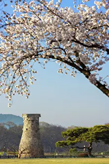 Cherry Blossom Prints: Cheomseongdae Observatory (UNESCO World Heritage Site) and cherry blossom
