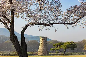 Cherry Blossom Prints: Cheomseongdae Observatory (UNESCO World Heritage Site) and cherry blossom