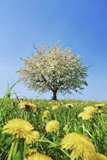 Fruit Tree Prints: Cherry in bloom with dandelion - Switzerland, Aargau, Brugg, Zeihen
