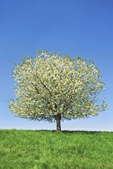 Farm Land Prints: Cherry in bloom - Germany, Bavaria, Upper Bavaria, Freising, Allershausen