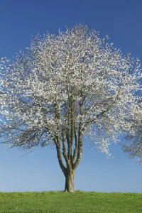 Birch Prints: Cherry in bloom - Germany, Bavaria, Upper Bavaria, Dachau, Markt Indersdorf, Weichs