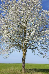 Birch Prints: Cherry in bloom - Germany, Bavaria, Upper Bavaria, Dachau, Vierkirchen, Rettenbach