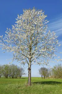 Birch Prints: Cherry in bloom - Germany, Bavaria, Upper Bavaria, Dachau, Vierkirchen, Rettenbach