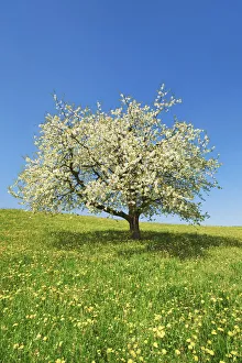 Fruit Tree Prints: Cherry in bloom - Switzerland, Aargau, Brugg, Effingen