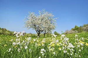 Farm Land Prints: Cherry in bloom - Switzerland, Aargau, Aarau, Oberhof
