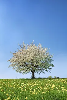 Farm Land Prints: Cherry in bloom - Switzerland, Aargau, Brugg, Zeihen