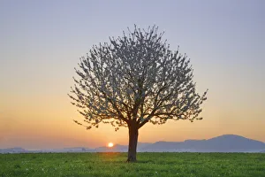 Farm Land Prints: Cherry in bloom - Switzerland, Basel-Landschaft, Sissach, Runenberg - Alps, Swiss Jura