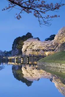 Cherry blossom and bridge at Hikone Castle at dusk, Hikone, Kansai, Japan
