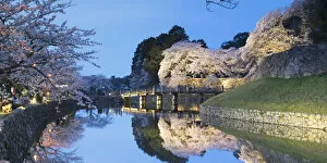 Images Dated 1st April 2018: Cherry blossom and bridge at Hikone Castle, Hikone, Kansai, Japan