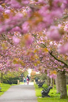 Cherry blossom, Greenwich Park, London, England, UK