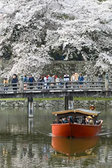 Cherry blossom at Hikone Castle, Hikone, Kansai, Japan
