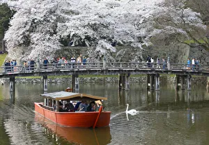 Hikone Castle Prints: Cherry blossom at Hikone Castle, Hikone, Kansai, Japan