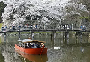 Cherry blossom at Hikone Castle, Hikone, Kansai, Japan