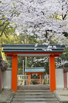 Kobe Prints: Cherry blossom at Ichinomiya shrine, Kobe, Kansai, Japan