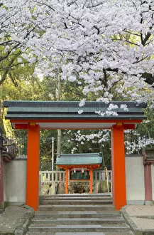 Images Dated 25th April 2018: Cherry blossom at Ichinomiya shrine, Kobe, Kansai, Japan