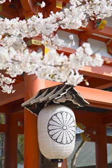 Cherry blossom at Ikuta Jinja shrine, Kobe, Kansai, Japan