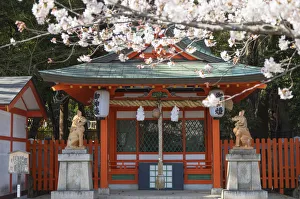 Kobe Prints: Cherry blossom at Ikuta Jinja shrine, Kobe, Kansai, Japan