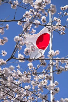 Images Dated 25th April 2018: Cherry blossom and Japanese flag, Kobe, Kansai, Japan