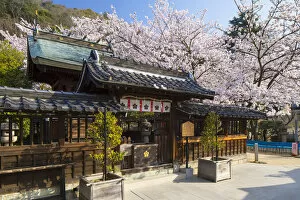 Images Dated 29th March 2018: Cherry blossom at Kitano Tenman shrine, Kobe, Kansai, Japan