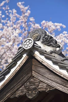 Images Dated 25th April 2018: Cherry blossom at Kitano Tenman shrine, Kobe, Kansai, Japan