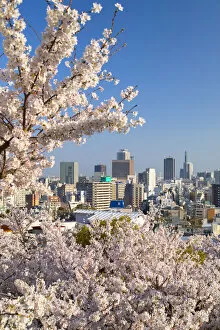 Cherry blossom and Kobe skyline, Kobe, Kansai, Japan
