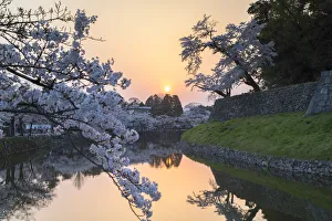 Hikone Castle Prints: Cherry blossom and moat at Hikone Castle at sunset, Hikone, Kansai, Japan