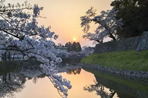 Cherry blossom and moat at Hikone Castle at sunset, Hikone, Kansai, Japan