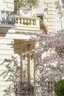 Images Dated 18th March 2022: Cherry blossom, Notting Hill, London, England, UK