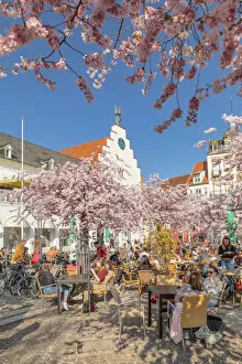 Images Dated 20th April 2022: Cherry blossom at Rathausplatz Square, altes Kaufhaus Arts Center, Landau in der Pfalz