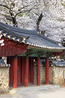 Tombs Prints: Cherry blossom at Royal Tomb of King Michu in Daereungwon Tomb Complex (UNESCO World Heritage Site)