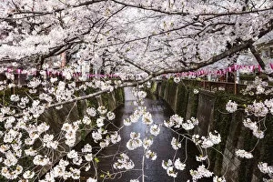 Images Dated 31st October 2018: Cherry blossom season, Naka Meguro, Tokyo, Japan