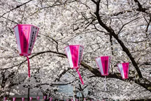 Images Dated 31st October 2018: Cherry blossom season, Naka Meguro, Tokyo, Japan
