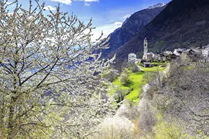 Flowering Prints: Cherry blossom in Soglio, Val Bregaglia(Bregaglia Valley), Graub√ºnden, Switzerland