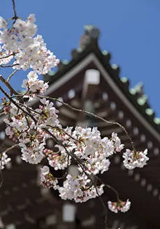 Cherry blossom at Tocho-ji Temple, Fukuoka, Kyushu, Japan