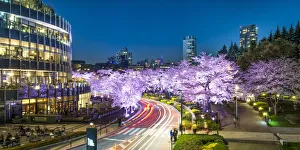 Cherry blossom at Tokyo Midtown, Roppongi, Japan
