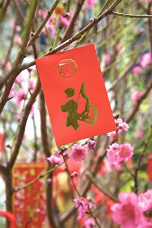 Images Dated 26th March 2018: Cherry Blossom Trees With Lai See Red Envelopes For Chinese New Year, Hong Kong, Special