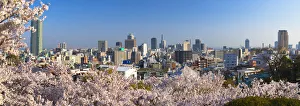 Cherry blossom and view of Kobe skyline, Kobe, Kansai, Japan