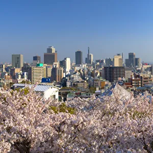 Kobe Prints: Cherry blossom and view of Kobe skyline, Kobe, Kansai, Japan