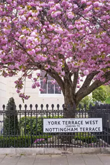 Pink Gallery: Cherry blossoms, Marylebone, London, England, UK