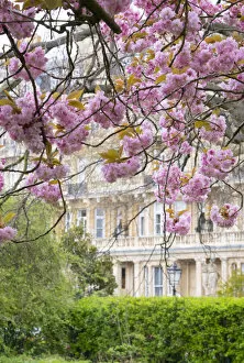 Images Dated 13th April 2022: Cherry blossoms, Marylebone, London, England, UK
