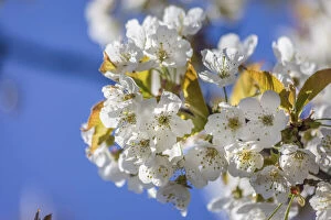 Close Up Gallery: Cherry blossoms in orchard meadow near Engenhahn, Niedernhausen, Hesse, Germany