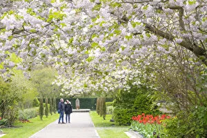 Images Dated 13th April 2022: Cherry Blossoms in Regents Park, London, England, UK