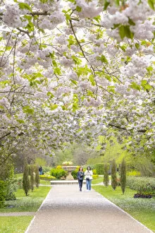Images Dated 13th April 2022: Cherry Blossoms in Regents Park, London, England, UK