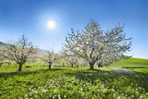 Cherry grove and Cuckoo flowers in bloom - Switzerland, Basel-Landschaft, Liestal Cherry grove and Cuckoo flowers in bloom - Switzerland, Basel-Landschaft, Liestal