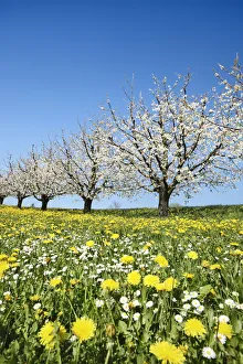 Daisy Prints: Cherry grove and dandelion meadow in bloom - Switzerland, Aargau, Aarau, Oberhof