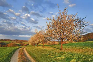 Farm Land Prints: Cherry plantation in bloom and field path - Switzerland, Basel-Landschaft, Sissach