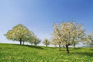 Fruit Tree Prints: Cherry plantation in bloom - Switzerland, Aargau, Brugg, Zeihen