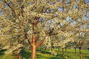 Cherry plantation in bloom - Switzerland, Aargau, Aarau, Oberhof