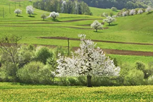 Fruit Tree Prints: Cherry plantation in bloom - Switzerland, Basel-Landschaft, Sissach, Buus - Alps